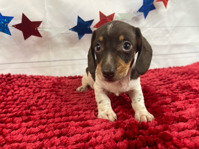 puppy, for, sale, Dachshund, Alisa  Breedlove, dog, breeder, Waynesville, MO, dog-breeder, puppy-for-sale, forsale, nearby, find, puppyfind, locator, puppylocator, aca